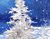 Pine sneg in zima