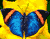 Blue Butterfly i žuta cvijeće