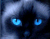 Синій Eyed Cat
