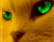 Grønn Eyed Cat