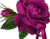 Пурпурова троянда 01