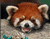 Carino panda rosso