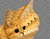צהוב חתול 02
