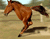 spanking konja