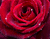 Shining Red Roses