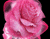 Pink Glowing Rose