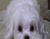 귀여운 흰색 강아지