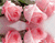 Pink Roses vees