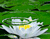 Lotus Bunga