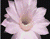 Fargerik Flower 01