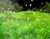 หญ้าสีเขียว