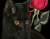 Black Cat Hoa Hồng Đỏ