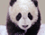 Panda Słodkie Running