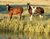 Природа Horses