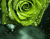 Trandafiri minunat verde
