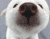 Roztomilé biele šteňa pes
