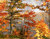 Сухі осіннє листя