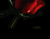 Bleeding Red Rose 02