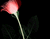 Уявні червоних троянд