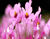 Чудовий Рожеві квіти