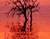 Sunset Tree Dan Laut