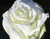 Putih Dan Rose Titis