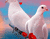 Sevgili Beyaz Güvercinler