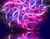 Purple Dan pink Shapes