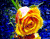 Мокрий Жовта троянда