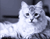 Voditelj Trese pahuljasto bijelu mačku