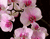 Рожеві квіти на гілці