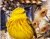 Dễ thương Canary