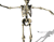Tanzen-Skelett 03