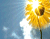 Žlté kvety a slnko