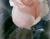 Kvēlojošs rozā rozēm