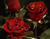 Shimmering sarkanas rozes