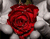 دسته ای از گل رز قرمز