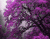 Gran Árbol púrpura
