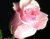 Roses rougeoyant rose 01