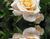 Hoa hồng vàng Inwater