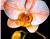 Soft Orange Lily