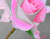 Fleurs rose merveilleuse Une