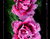 Oeillets roses