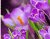 Nádherné fialové kvety 01