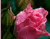 Βροχή και ροζ τριαντάφυλλα 01