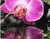 Ūdens un rozā ziedu 01