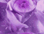 Flor púrpura de la flor