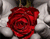 Grande rougeoyant de roses rouges