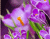 Ngjyra të ndezura Purple Lule