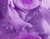 Purple Lule Blossom 01